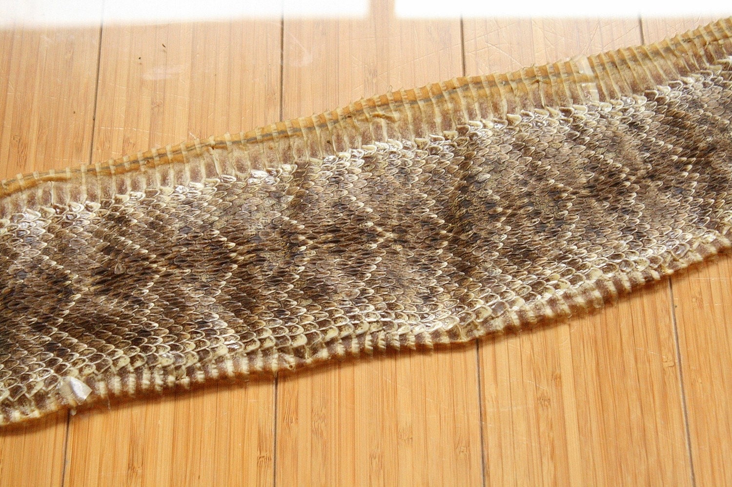 Vintage Diamondback RATTLESNAKE Tanned Snakeskin Hide Snake