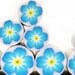 Polymer clay millefiori cane - Forget me not - Blue, white and Lemon Yellow Flower