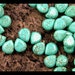 Turquoise Briolettes - GM347