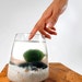 Marimo Pet at the Seashore
