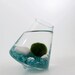 Marimo in the Turquoise Rocking Playground
