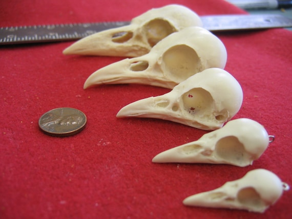 Ginger Snaps Raven Skulls Five Assorted Sizes