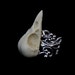 Bird Skull Ring Crow Raven