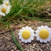 FREE SHIPPING Cute Marguerite Button Earrings