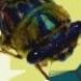 singingcicada