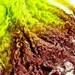 Teeswater Hand Dyed Selected Locks - Double Dip - Chocolate Mint - 1 oz