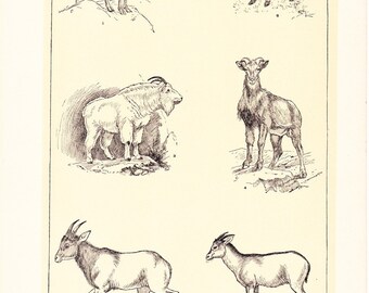 1903 Animal Print - Goat Antelopes - Vintage Antique Home Decor Book Plate Art Illustration for Framing 100 Years Old