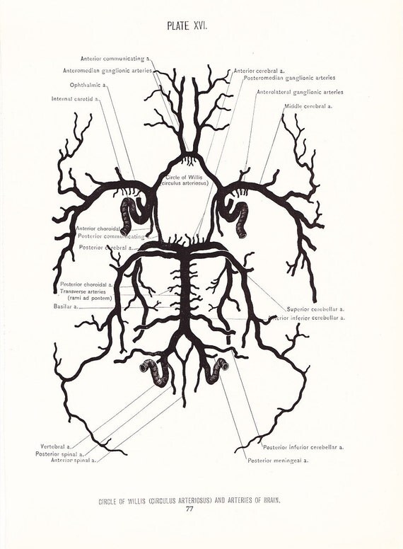 1926 Human Anatomy Print Circle of Willis Arteries of Brain