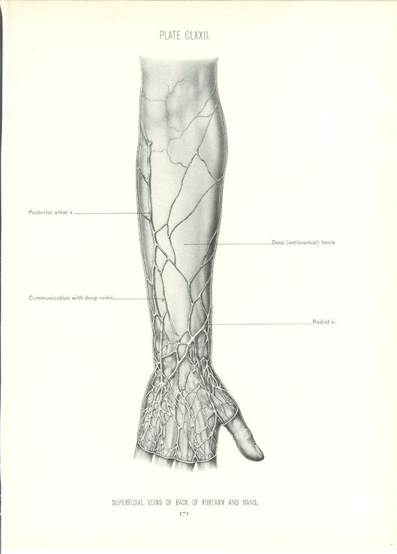 1926 Human Anatomy Print Veins of Forearm and Hand Vintage