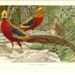 1890s Bird Print - Golden Pheasants - Vintage Antique Book Plate for Natural Science or History Lover Great for Framing 100 Years Old