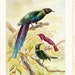 1901 Bird Print - Glossy Starlings - Vintage Antique Book Plate for Natural Science or History Lover Great for Framing 100 Years Old
