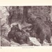 1880 Animal Print - Brown Bear and Cubs