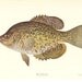 1900s Fish Print - Calico Bass - Vintage Antique Home Decor Book Plate Art Illustration for Framing 100 Years Old