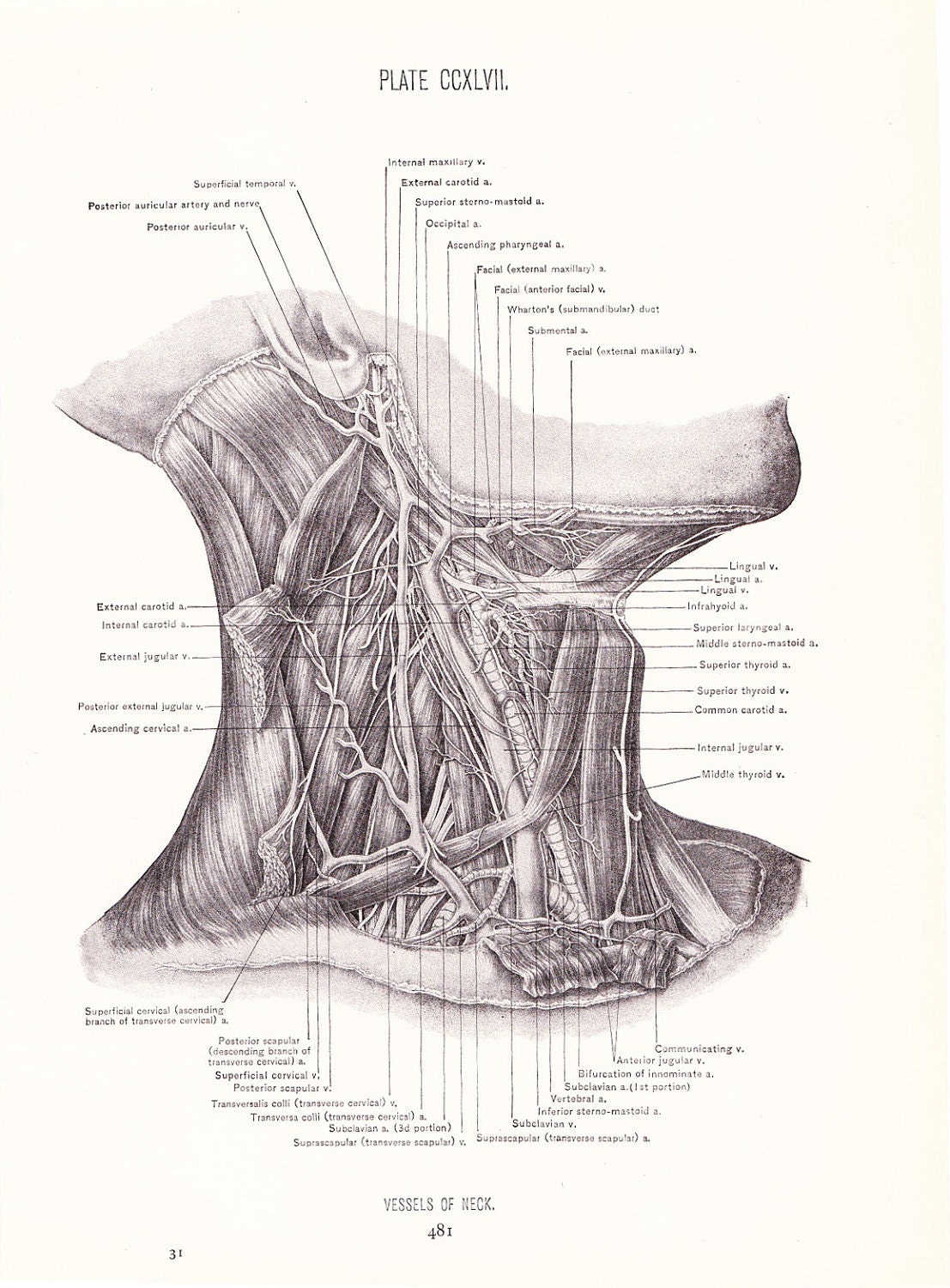 1926 Human Anatomy Print Vessels of Neck Vintage Antique