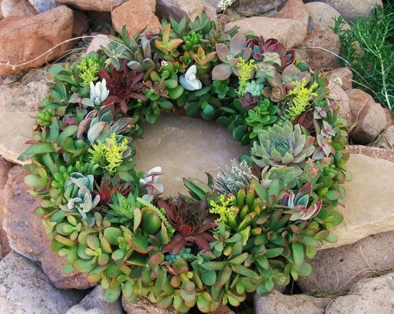 featured in birds n blooms magazine living succulent wreath 12 featured in birds n blooms magazine living succulent wreath 12