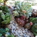 Succulent Terrarium Mountain Stream Centerpiece