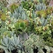 3 Succulent Plants, Grab-Bag Surprise, Start a Garden or Create a Terrarium, Great Party Favors