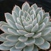 Perfect for your Wedding Bouquet or Centerpiece, Echeveria Violet Queen Succulent