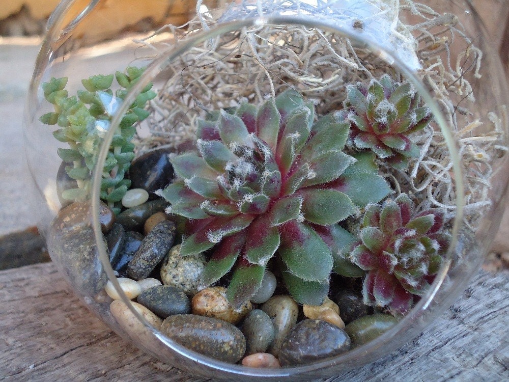 Succulent Terrarium Garden Hanging Glass Globe by SucculentDESIGNS