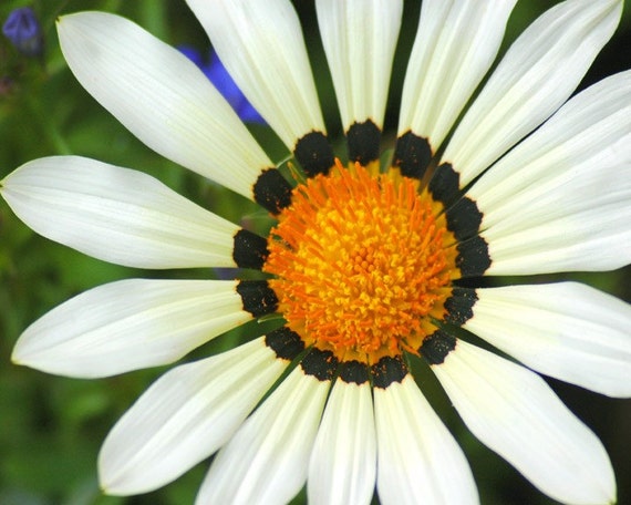 Larger Than Life Daisy  art photo