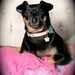 Kiera Pet tag flower shaped tiny tag