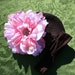 Sweet Cupcake Peony Beanie, Pink Peony hair clip with Brown Hat and Headband, Sizes NB - 9mo, Great Accessory for Portraits, Birthdays, Parties, Tutus