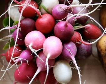 Organic Easter Egg Blend Radishes Heirloom Vegetable Seeds