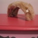 vintage 40s 50s BLONDE MINK fascinator headband hat