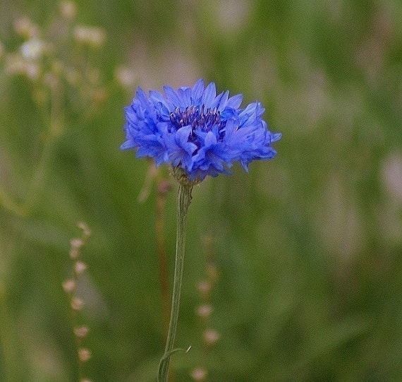Heirloom Blue Bachelor Button Flower Seeds
