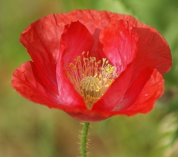 Heirloom Red Corn Poppy Flower Seeds