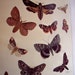 1929 Moths of the Old World print , antique book plate - natural history illustration