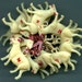 Lot of Vintage 1930s Handpainted Celluloid GOAT Charms