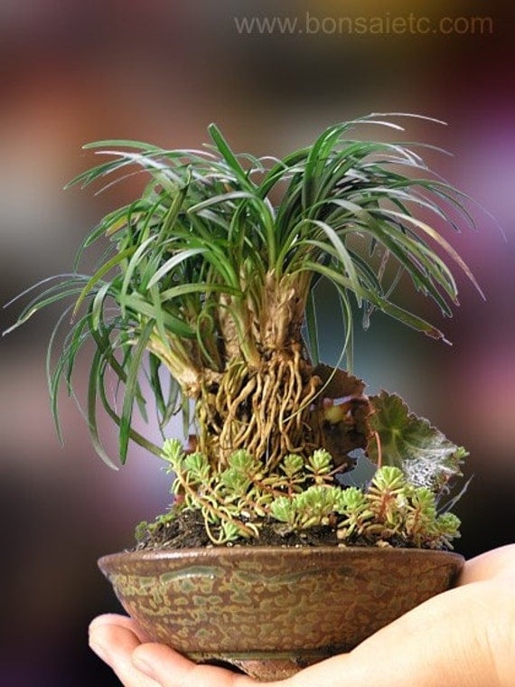 Handcrafted Japanese Bonsai Grass and Exotic Plants