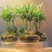 The Bright and Festive Dwarf Bonsai in Recycled Acrylic Holder - 'Go Green' Bonsai Gift
