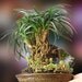 Handcrafted Japanese Bonsai Grass and Exotic Plants