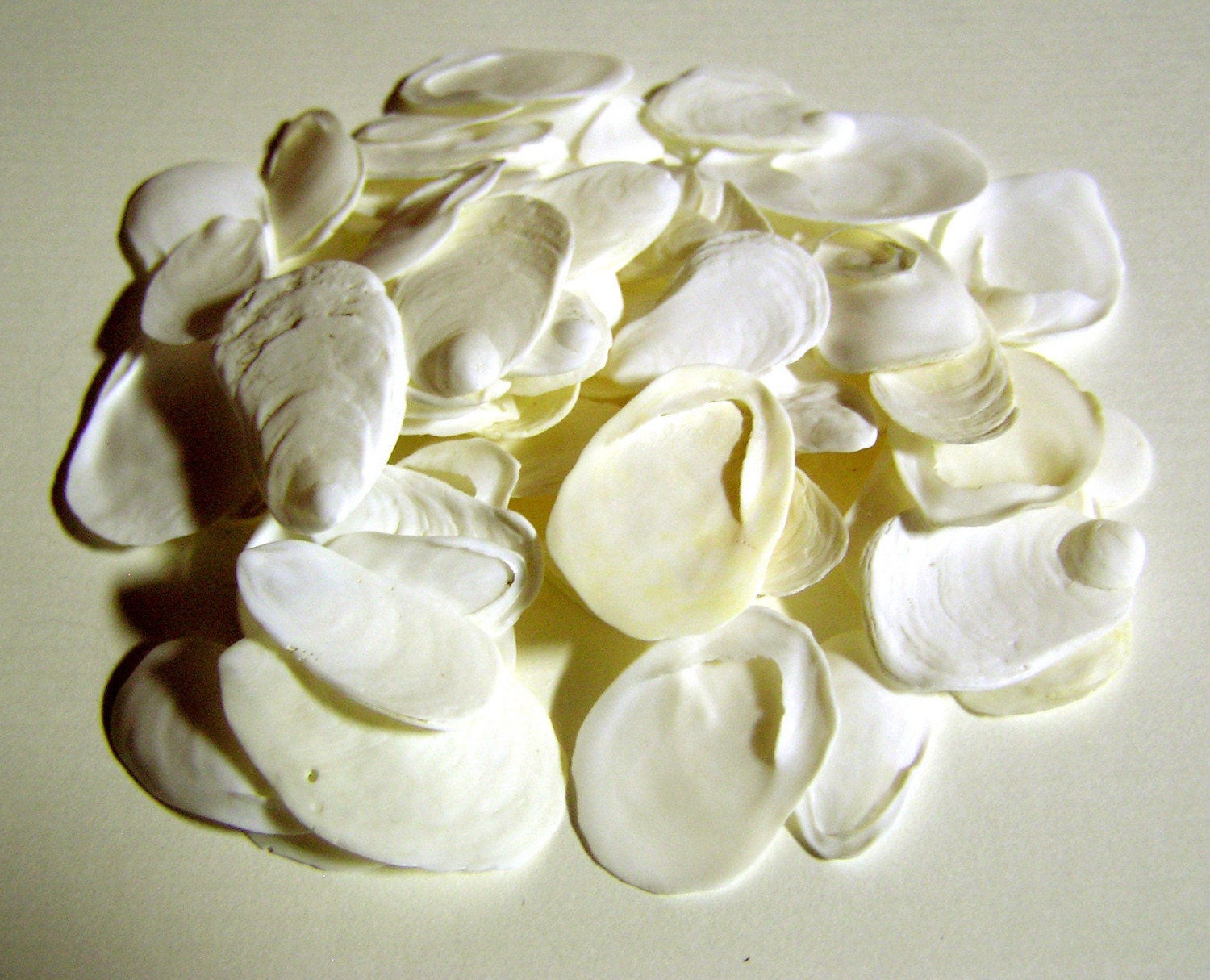 20 White Slipper Shells for Crafting Genuine Shells