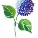Blue Hydrangea Watercolor Print