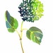 Green Hydrangea Watercolor Print