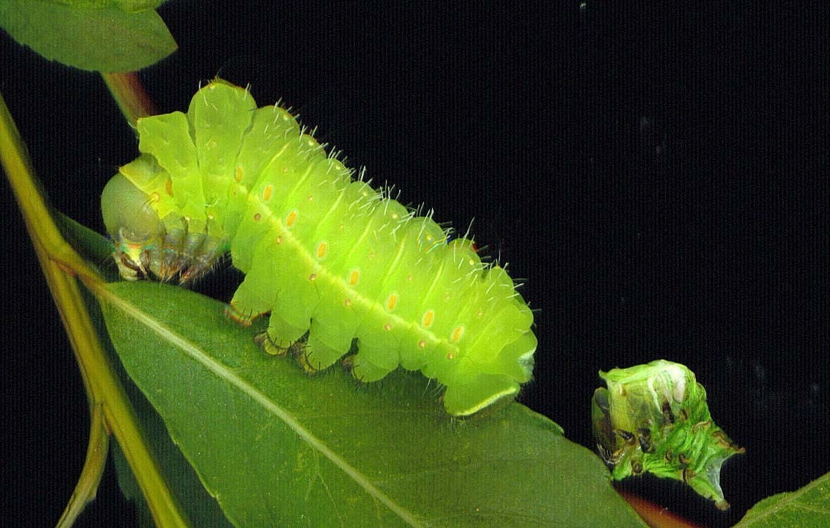 lunar moth caterpillar