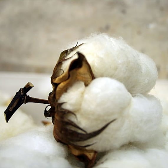 fresh picked cotton