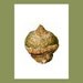 Botanical Card, 'Scadoxus multiflorus'