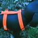 Classic Solid Dog Harness - MEDIUM