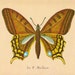 Vintage Butterfly Print. "Le. P. Machaon". Ready to Frame. (No.4)