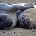 Elephant Seals in Love - 8.5 x 11 Photographic Print
