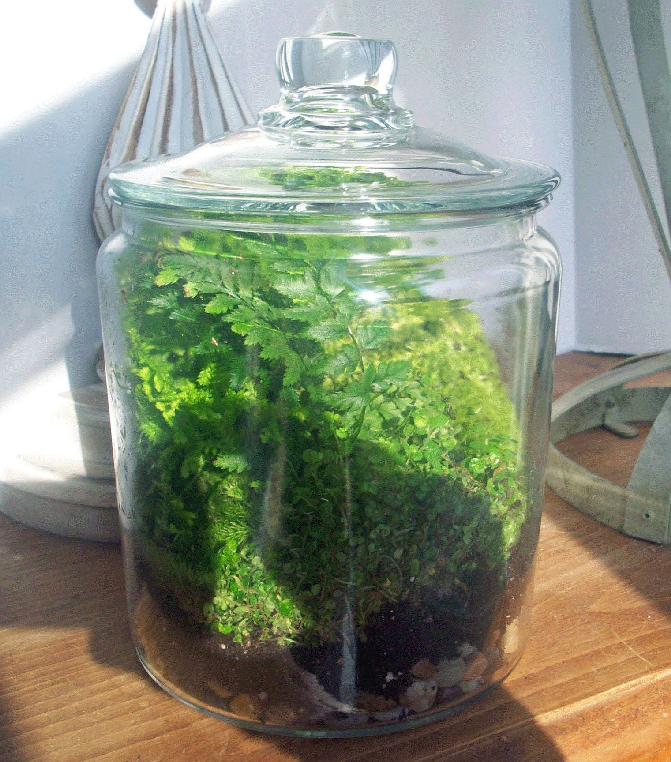 Large Apothecary Jar Terrarium No. 13 Free Shipping