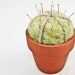 Tiny Felt Cactus (Pin Cushion)