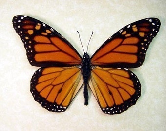 Black Friday/Cyber Monday Sale Best Seller 18 Years The Monarch Butterfly Conservation 111