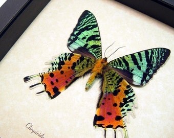 Black Friday/Cyber Monday Sale Best Seller For 18 Years Madagascar Sunset Moth Display 163v
