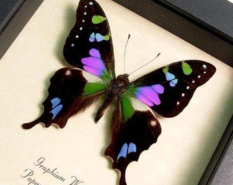 Best Seller Butterfly Purple Spot Swallowtail 229