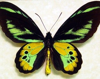 Great Christmas Gift Real Framed Ornithoptera Rothschildi Mounted Birdwing Butterfly Shadowbox Display 1032